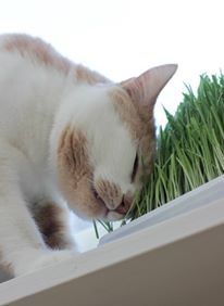 Jerry både gosar med  och äter sitt kattgräs från Husdjursboden.